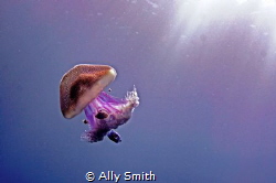 Photograph of a jellyfish caught in a shaft of sunlight a... by Ally Smith 